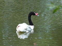 Black-necked Swan