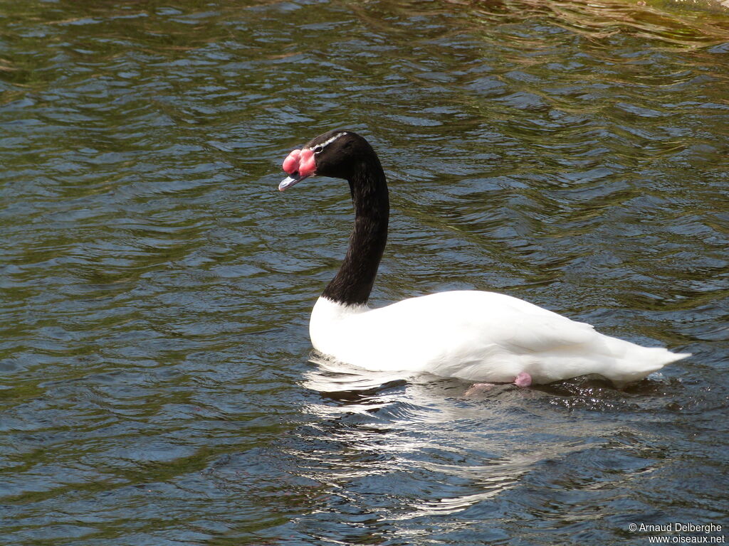 Cygne à cou noir