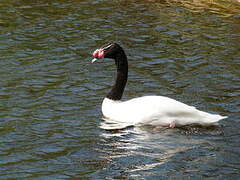 Black-necked Swan