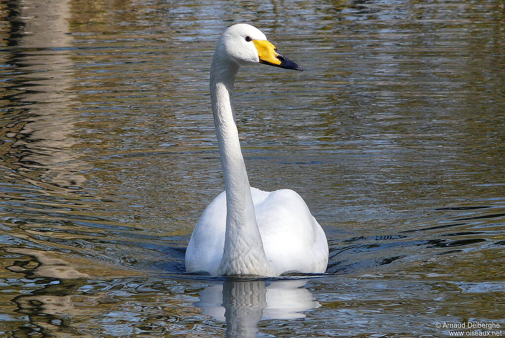 Whooper Swan