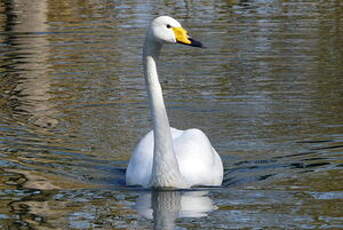 Cygne chanteur