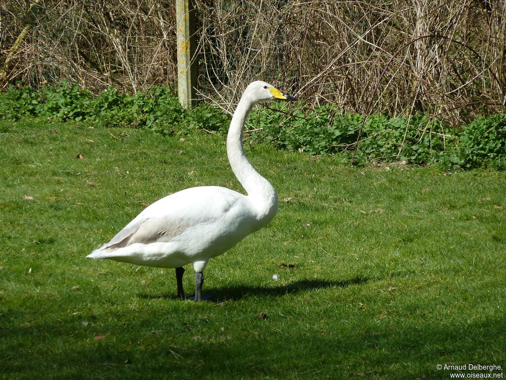 Cygne chanteur