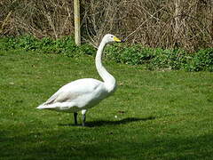 Whooper Swan