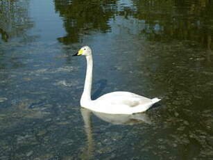 Cygne chanteur