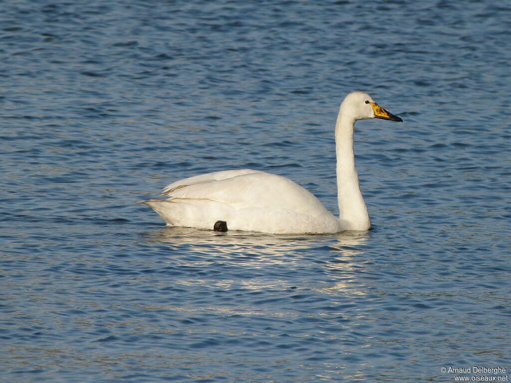 Whooper Swan