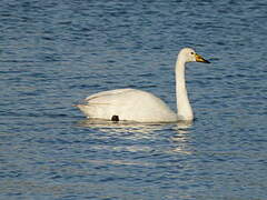 Whooper Swan