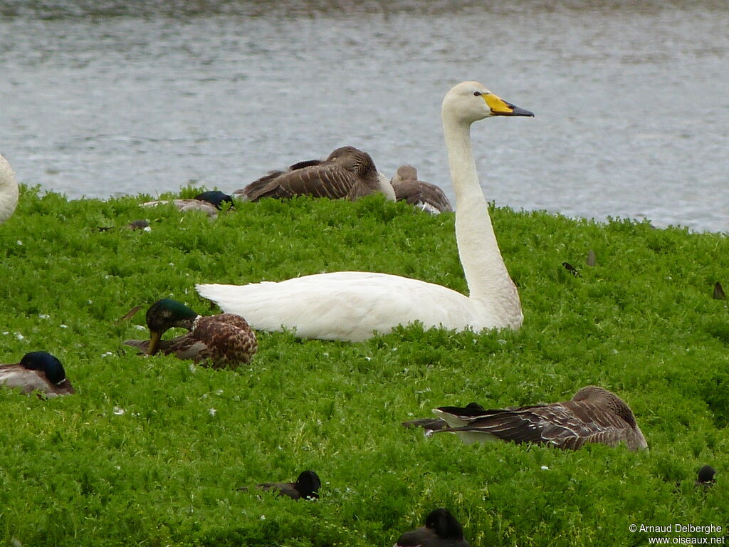 Cygne chanteur