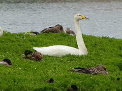 Cygne chanteur