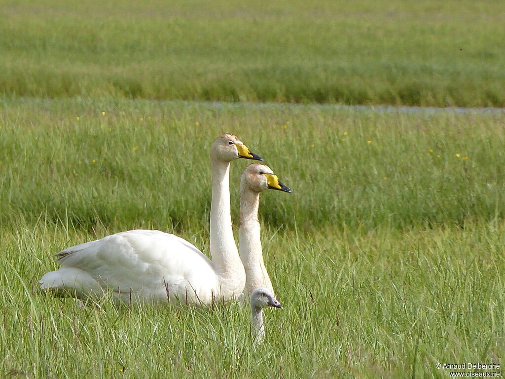 Cygne chanteur