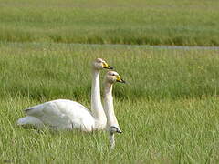 Whooper Swan