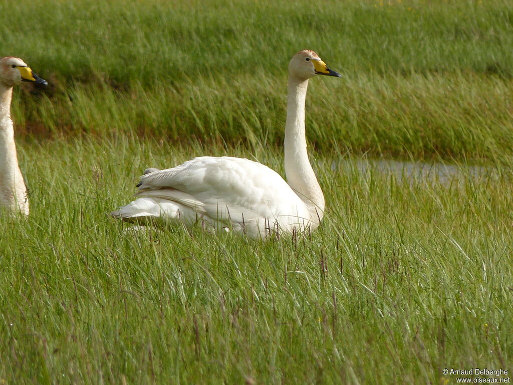 Cygne chanteur