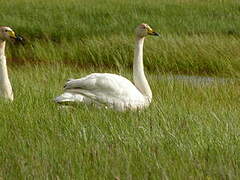 Whooper Swan