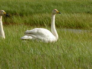 Cygne chanteur