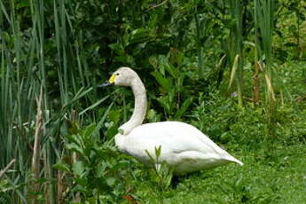 Cygne de Bewick