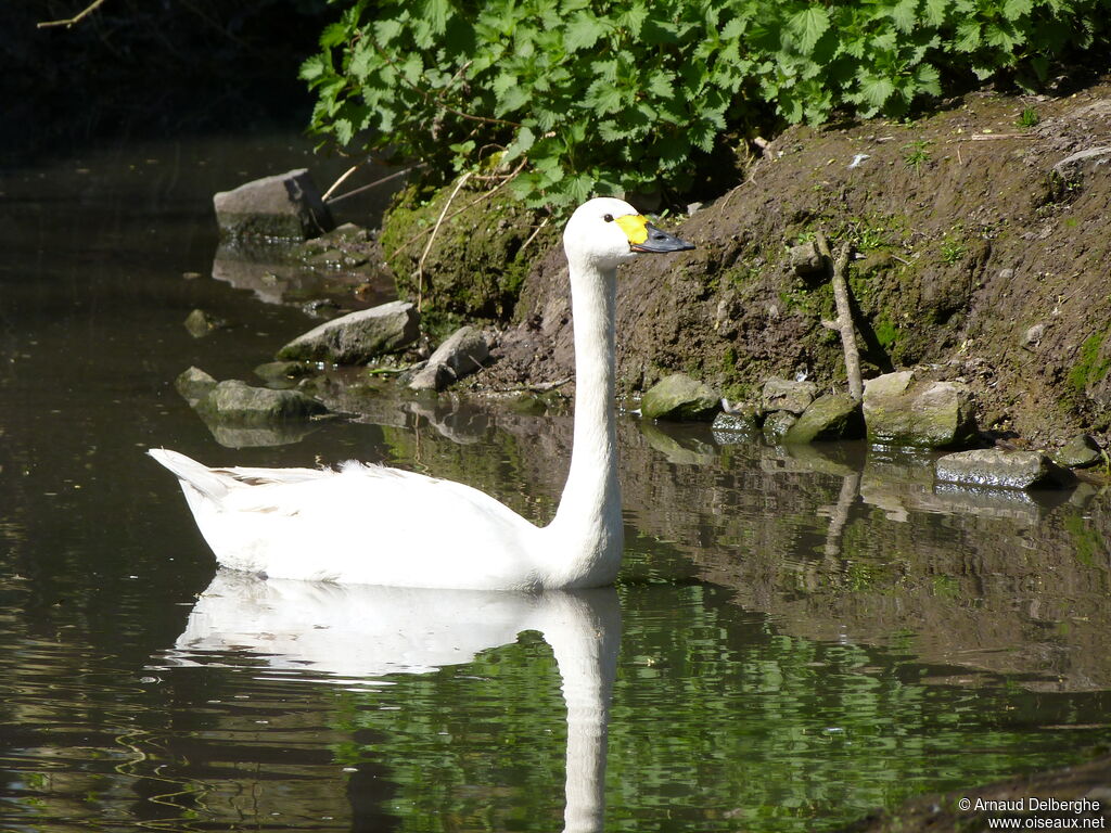 Cygne de Bewick