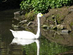 Tundra Swan