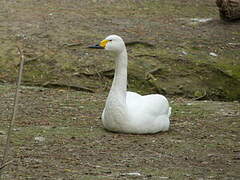 Tundra Swan