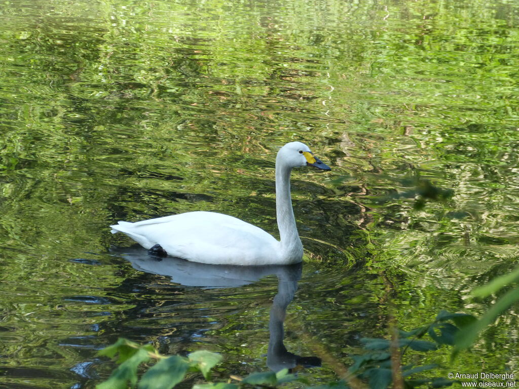 Cygne de Bewick