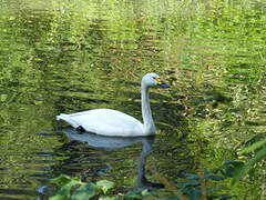 Tundra Swan