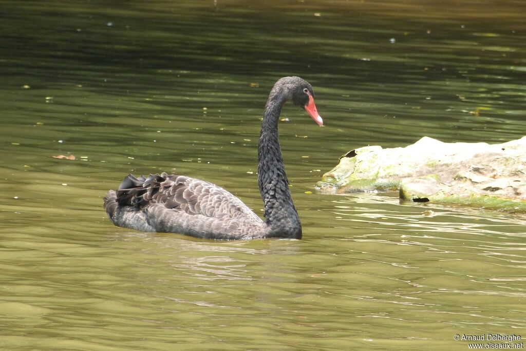 Black Swan