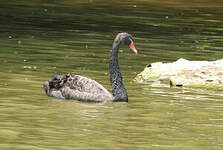 Cygne noir