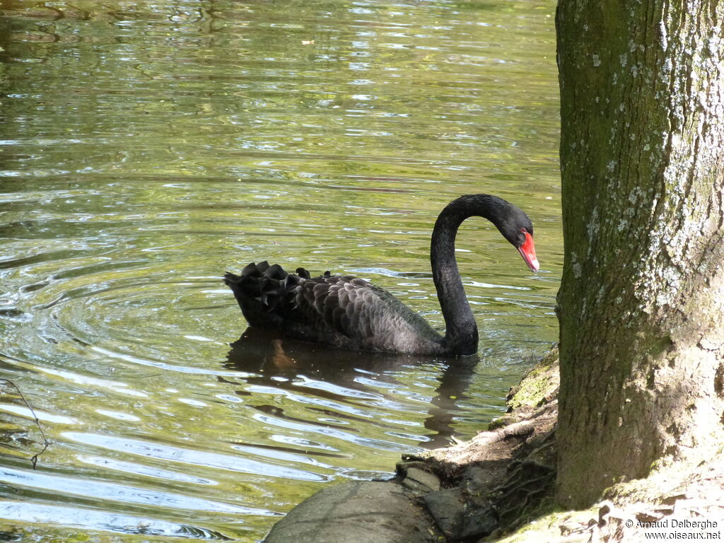 Cygne noir