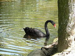 Black Swan