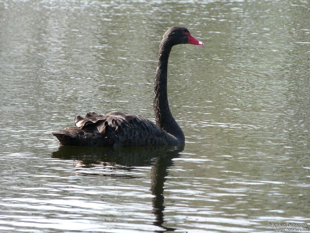 Cygne noir