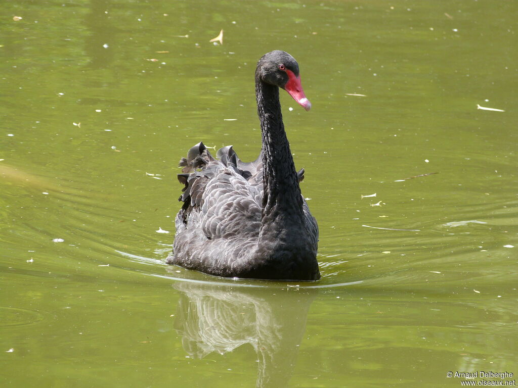 Cygne noir