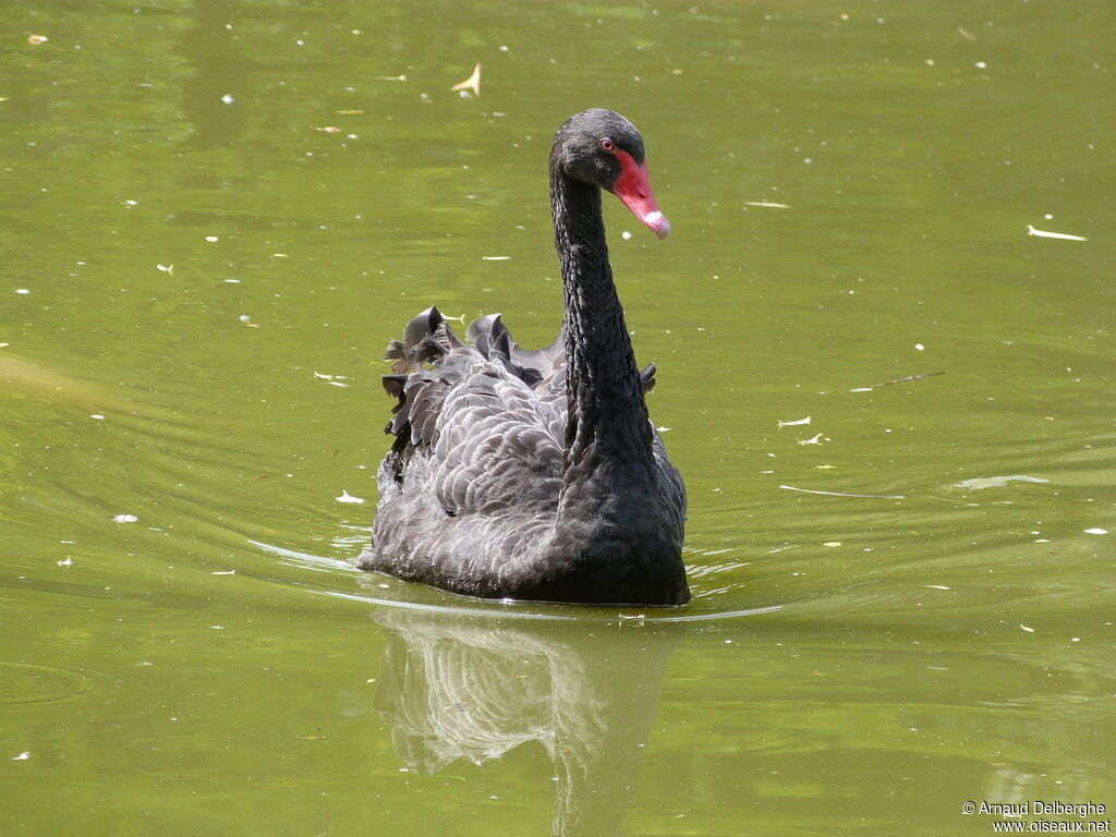 Black Swan