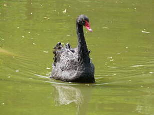 Cygne noir