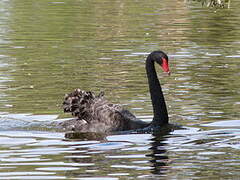 Cygne noir