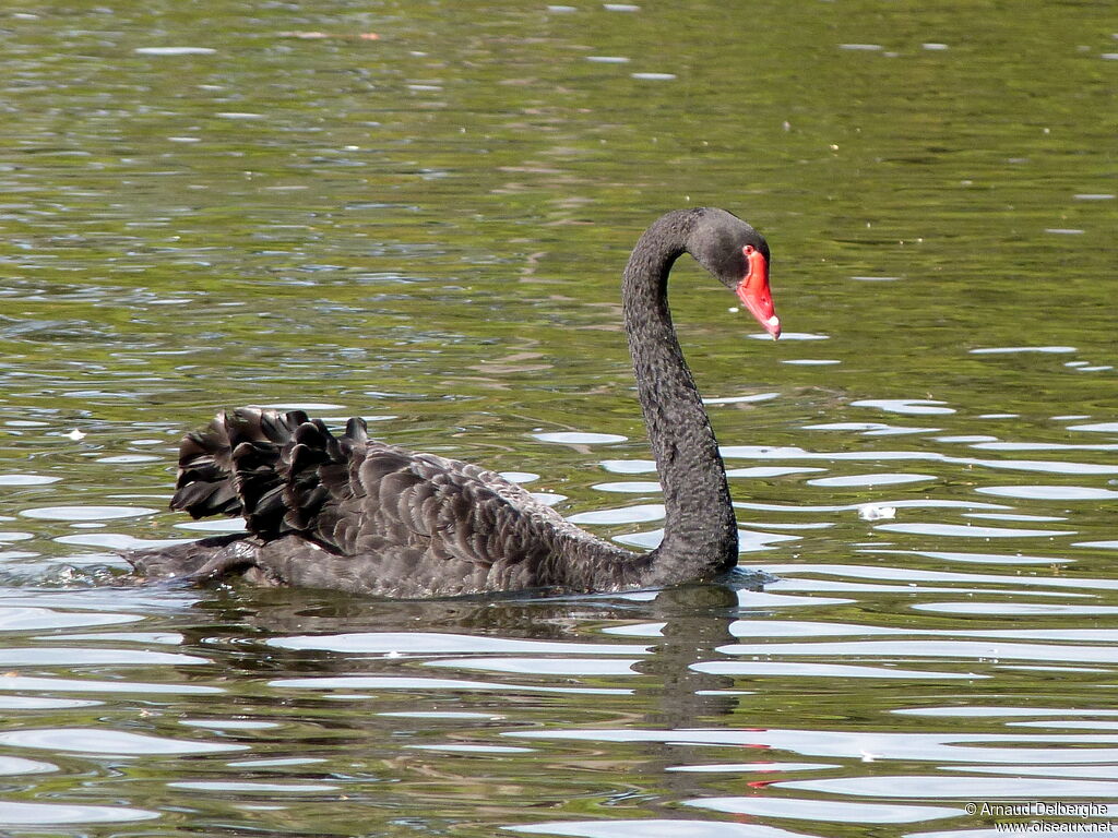 Black Swan