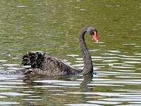 Cygne noir