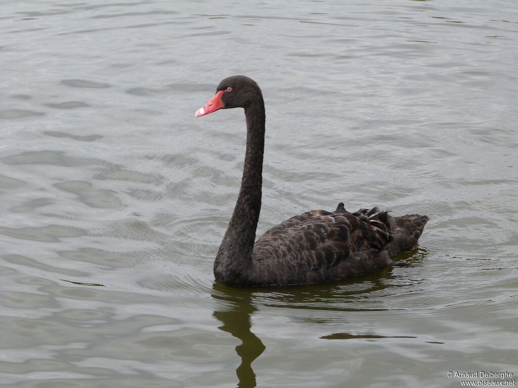 Black Swan