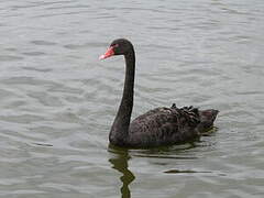 Black Swan