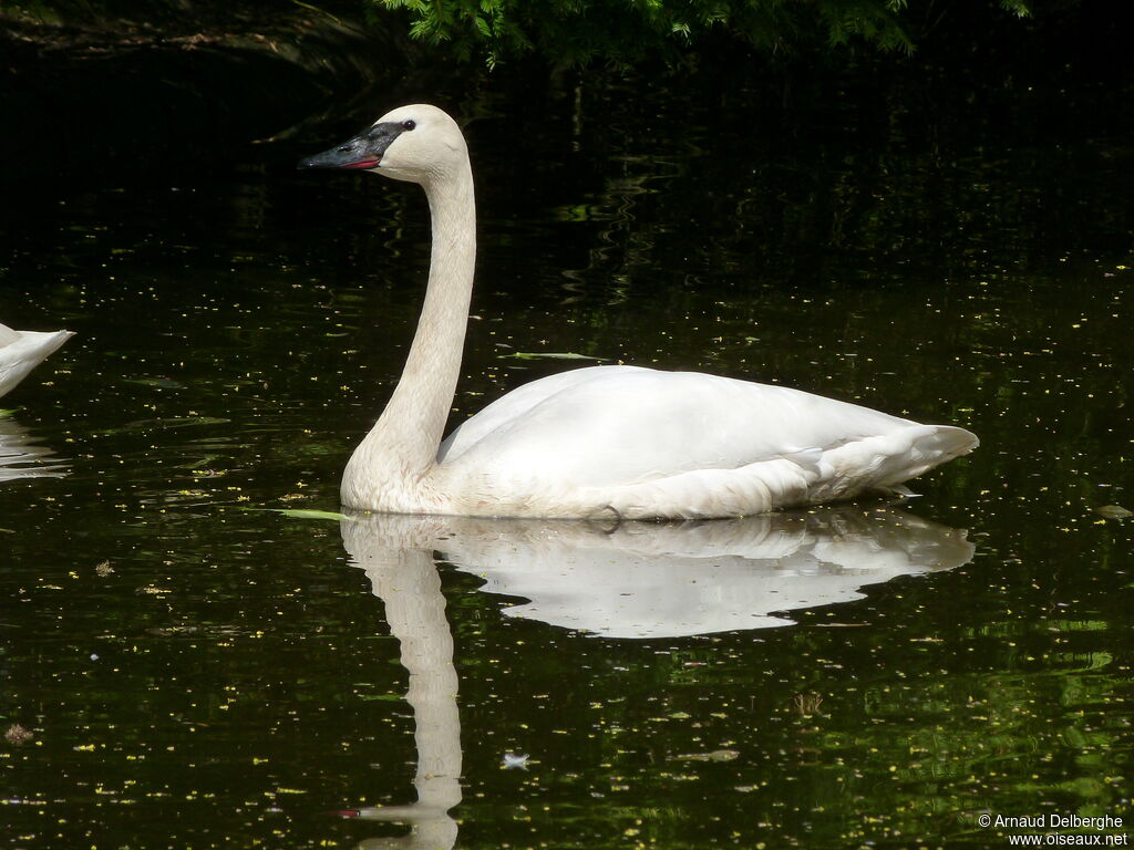 Cygne trompette