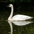 Cygne trompette