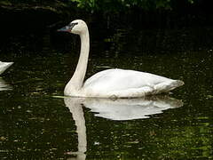 Cygne trompette