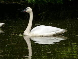 Cygne trompette