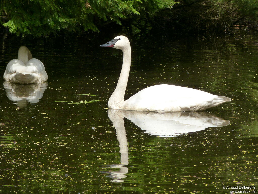 Trumpeter Swan