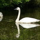 Cygne trompette