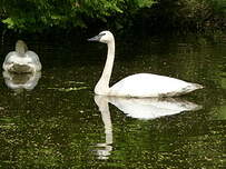 Cygne trompette