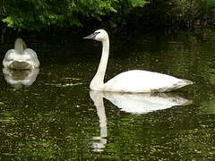 Trumpeter Swan