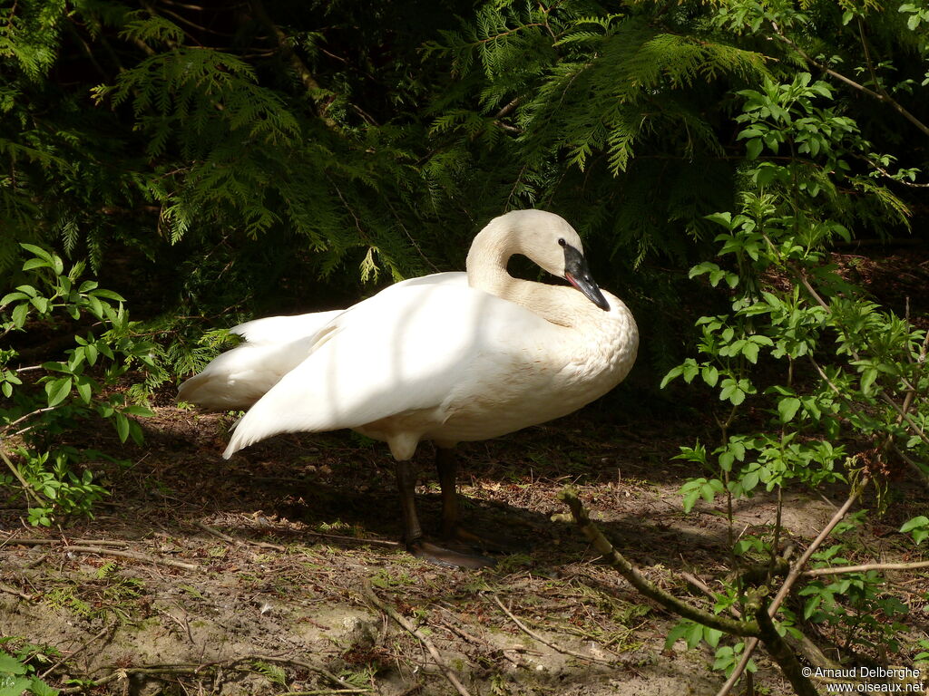 Trumpeter Swan