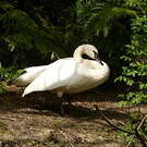 Cygne trompette