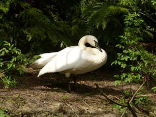 Cygne trompette