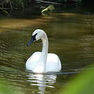 Cygne trompette