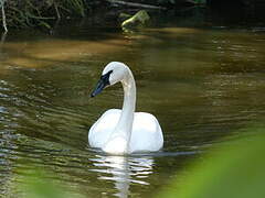 Trumpeter Swan