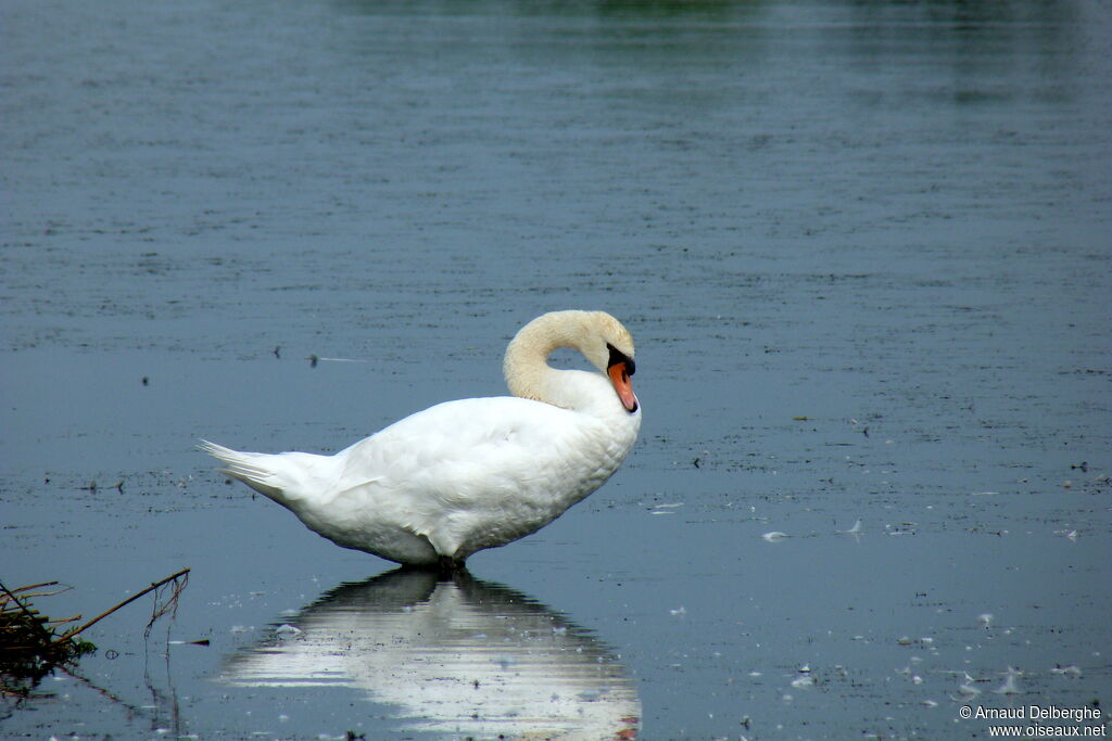 Cygne tuberculé